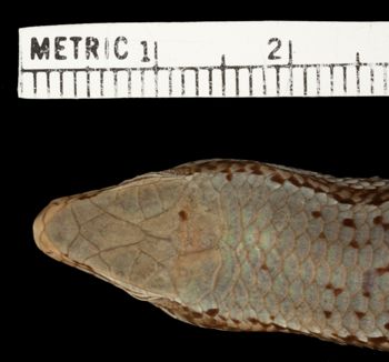 Media type: image;   Herpetology R-185624 Aspect: head dorsal